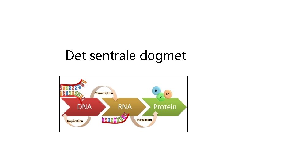 Det sentrale dogmet 