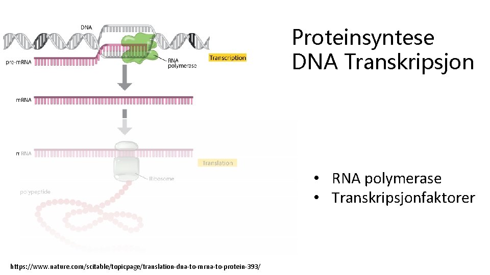 Proteinsyntese DNA Transkripsjon • RNA polymerase • Transkripsjonfaktorer https: //www. nature. com/scitable/topicpage/translation-dna-to-mrna-to-protein-393/ 