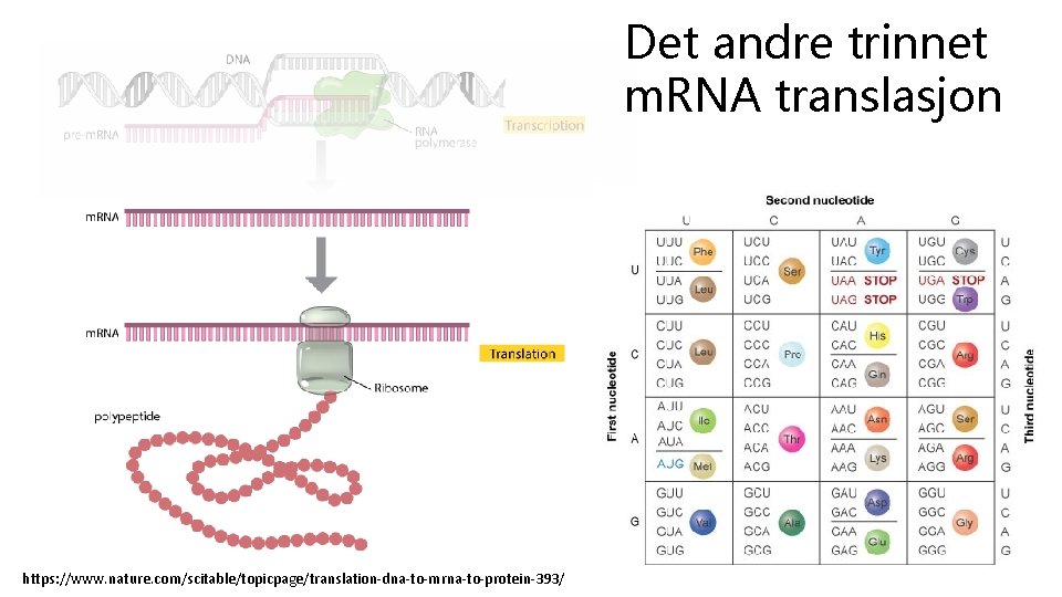 Det andre trinnet m. RNA translasjon https: //www. nature. com/scitable/topicpage/translation-dna-to-mrna-to-protein-393/ 