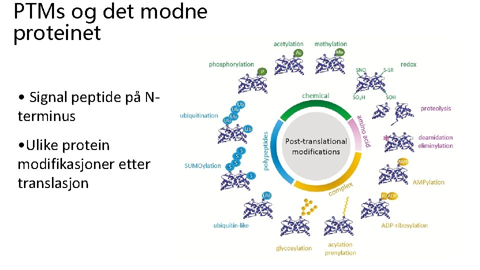 PTMs og det modne proteinet • Signal peptide på Nterminus • Ulike protein modifikasjoner