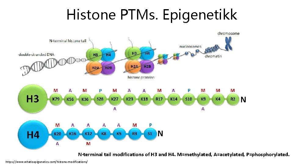 Histone PTMs. Epigenetikk N-terminal tail modifications of H 3 and H 4. M=methylated, A=acetylated,