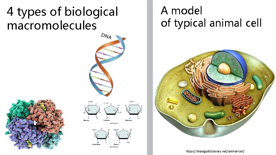 4 types of biological macromolecules A model of typical animal cell https: //biologydictionary. net/animal-cell/