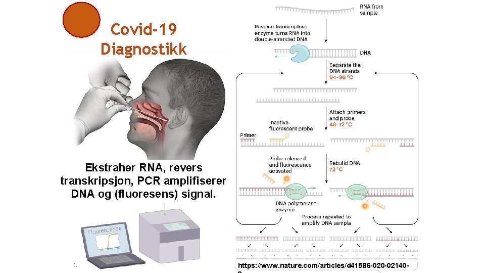 Covid-19 Diagnostikk Ekstraher RNA, revers transkripsjon, PCR amplifiserer DNA og (fluoresens) signal. https: //www.