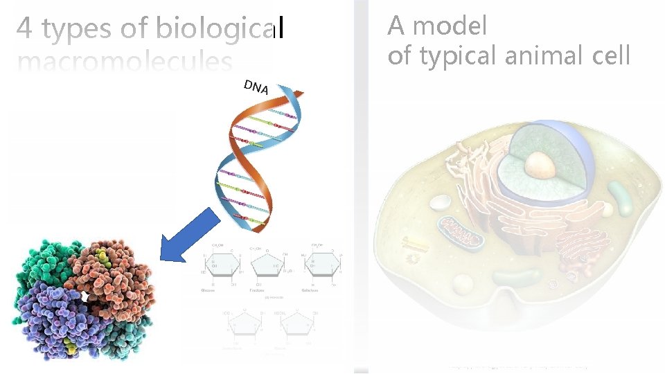 4 types of biological macromolecules A model of typical animal cell https: //biologydictionary. net/animal-cell/