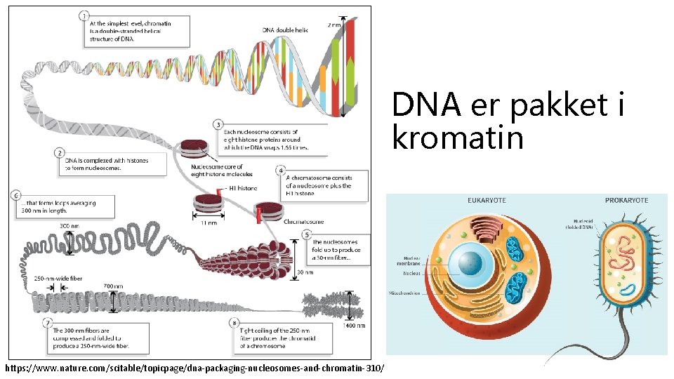 DNA er pakket i kromatin https: //www. nature. com/scitable/topicpage/dna-packaging-nucleosomes-and-chromatin-310/ 