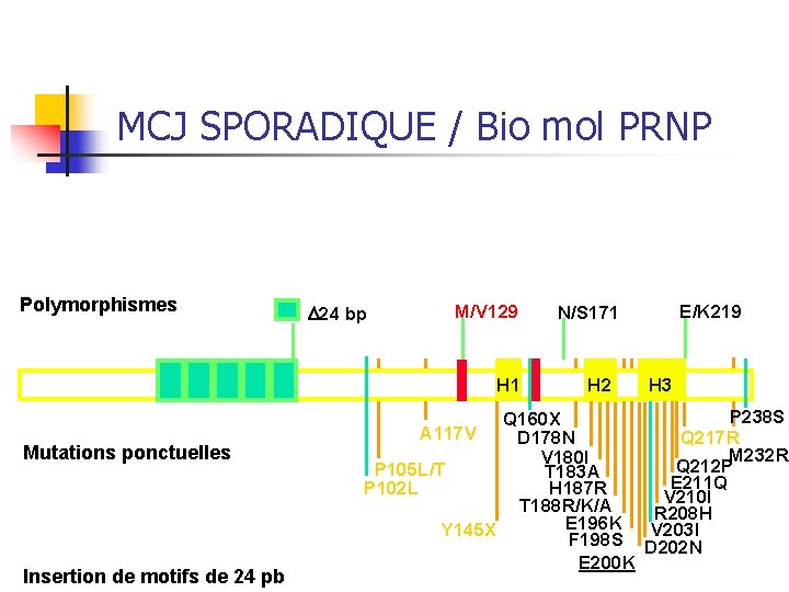 MCJ SPORADIQUE / Bio mol PRNP Polymorphismes D 24 bp M/V 129 H 1