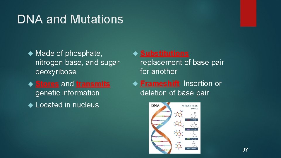 DNA and Mutations Made of phosphate, nitrogen base, and sugar deoxyribose Stores and transmits