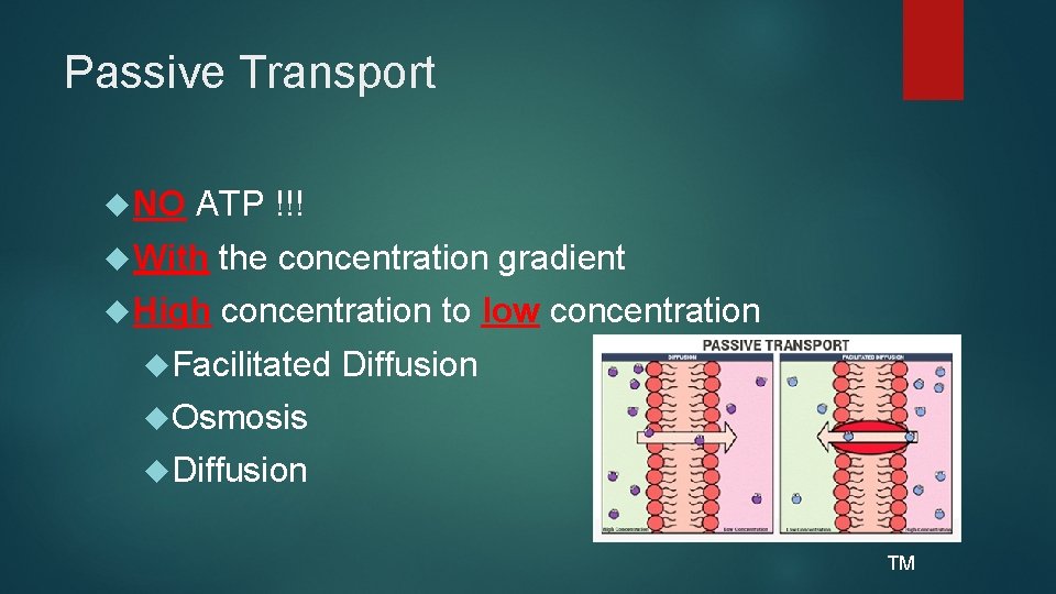 Passive Transport NO ATP !!! With the concentration gradient High concentration to low concentration