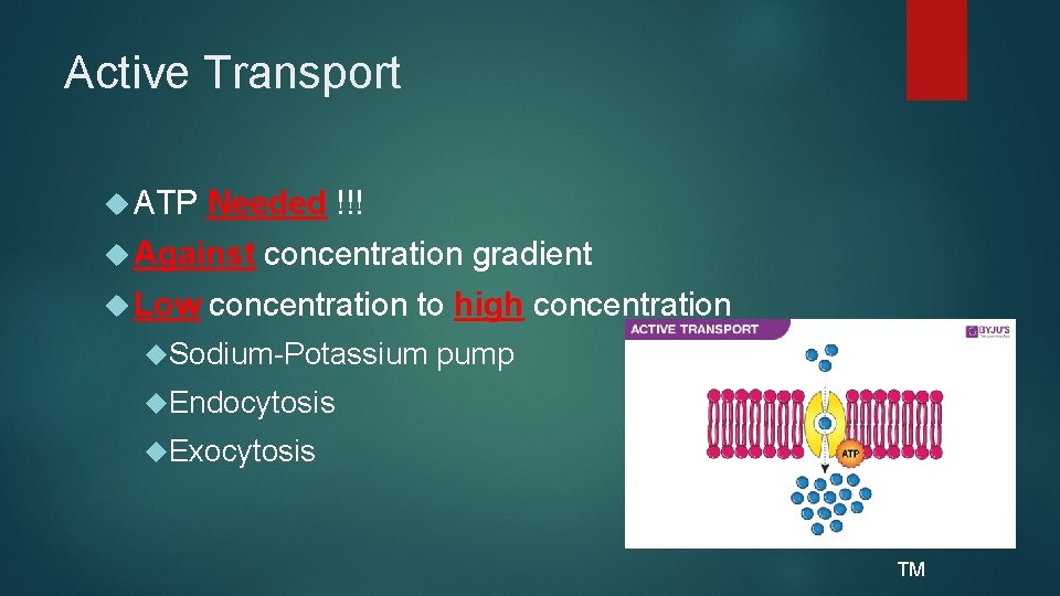 Active Transport ATP Needed !!! Against Low concentration gradient concentration to high concentration Sodium-Potassium