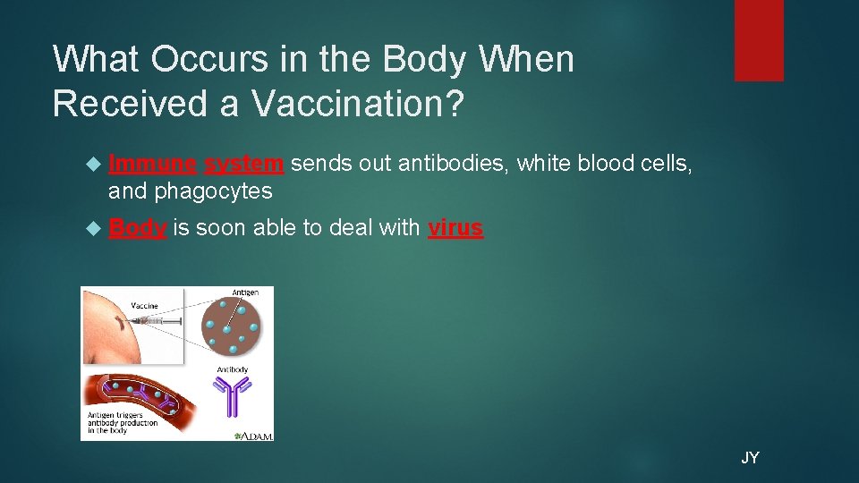 What Occurs in the Body When Received a Vaccination? Immune system sends out antibodies,