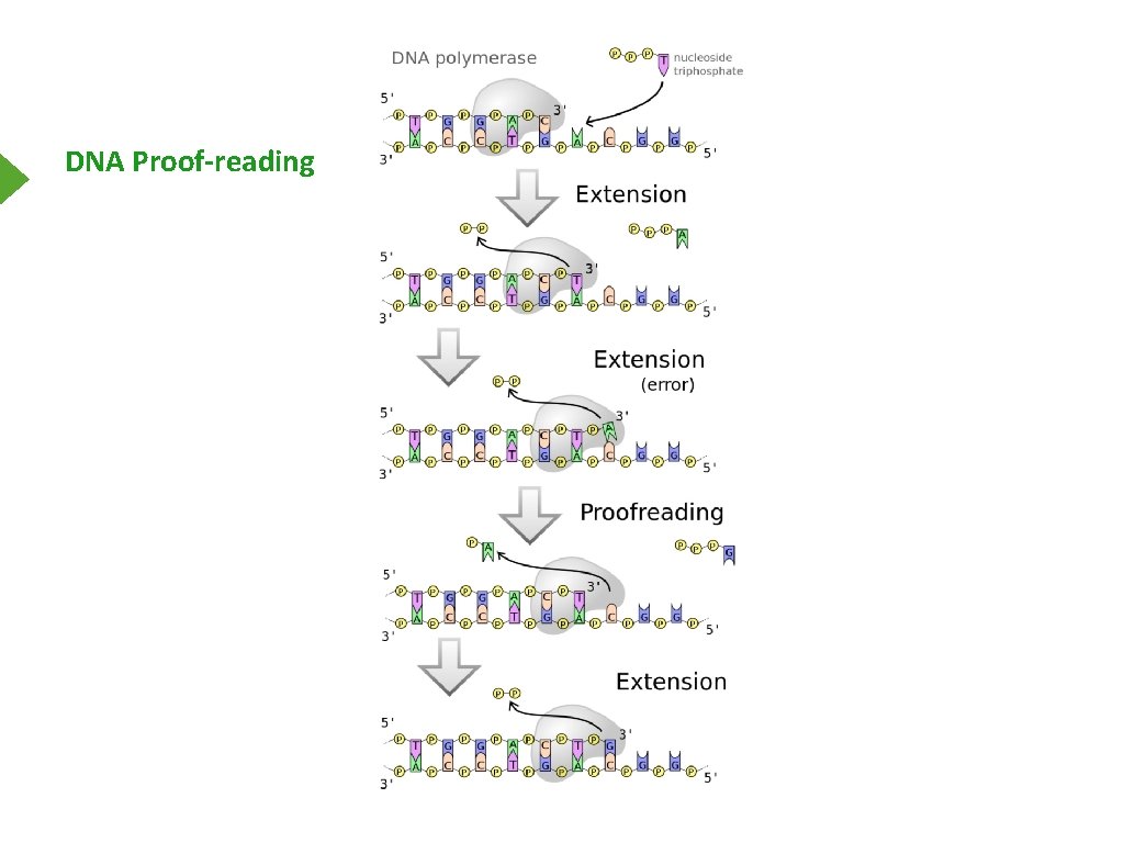 DNA Proof-reading 