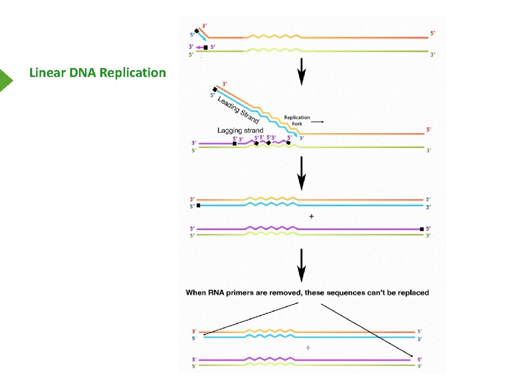 Linear DNA Replication 