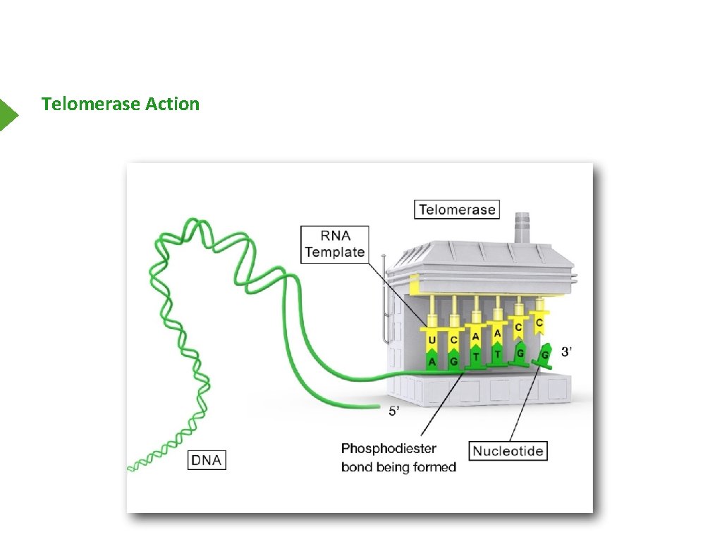 Telomerase Action 