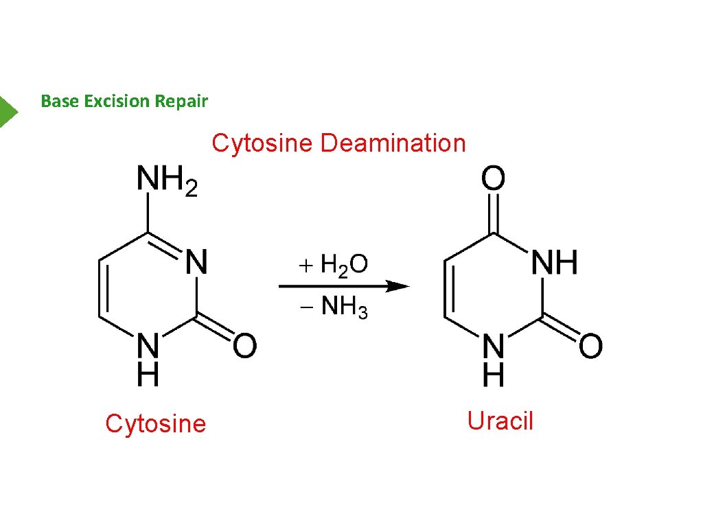 Base Excision Repair Cytosine Deamination Cytosine Uracil 