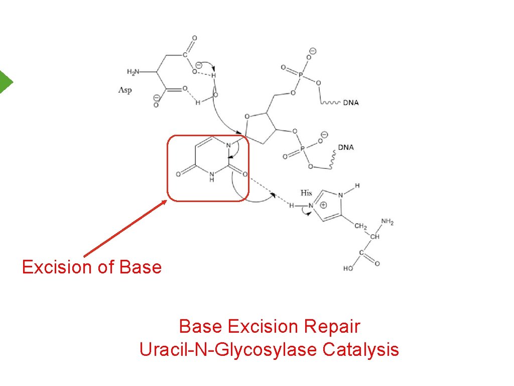 Excision of Base Excision Repair Uracil-N-Glycosylase Catalysis 