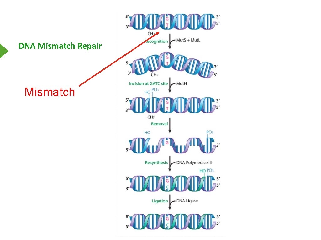 DNA Mismatch Repair Mismatch 
