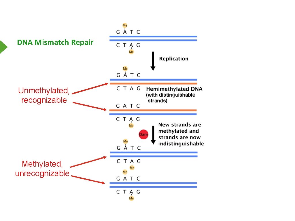 DNA Mismatch Repair Unmethylated, recognizable Methylated, unrecognizable 