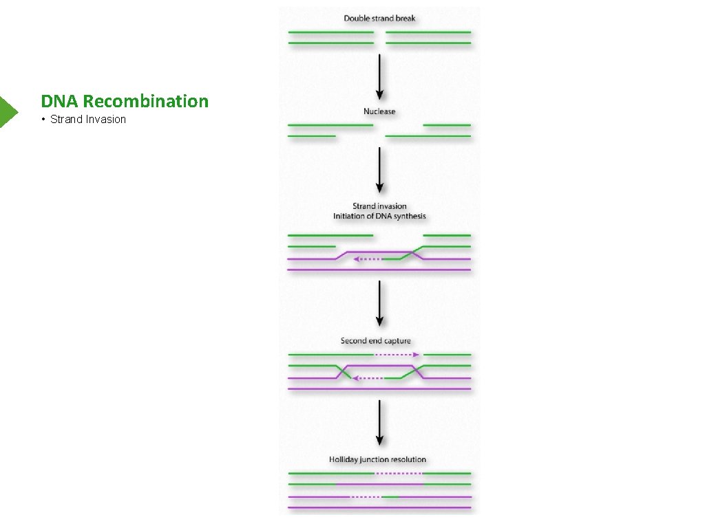 DNA Recombination • Strand Invasion 