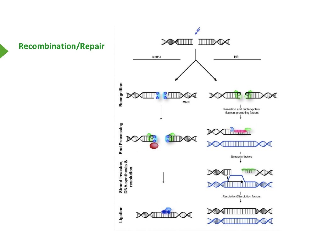 Recombination/Repair 