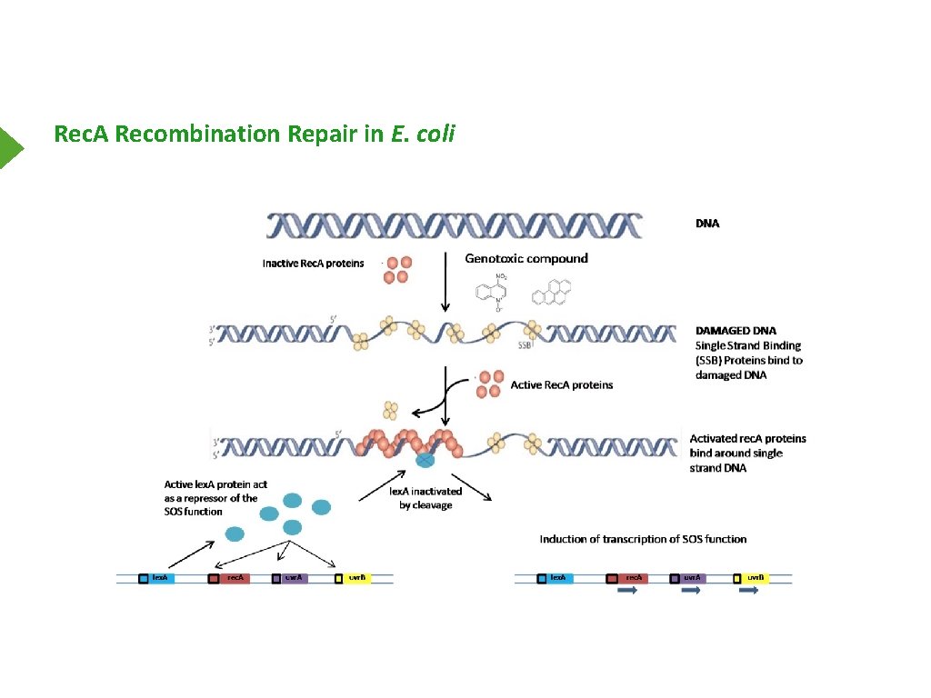 Rec. A Recombination Repair in E. coli 