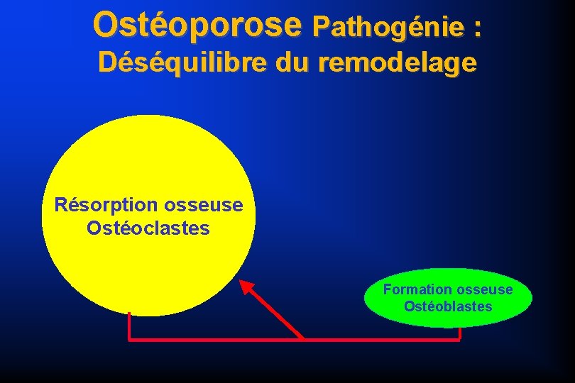 Ostéoporose Pathogénie : Déséquilibre du remodelage Résorption osseuse Ostéoclastes Formation osseuse Ostéoblastes 