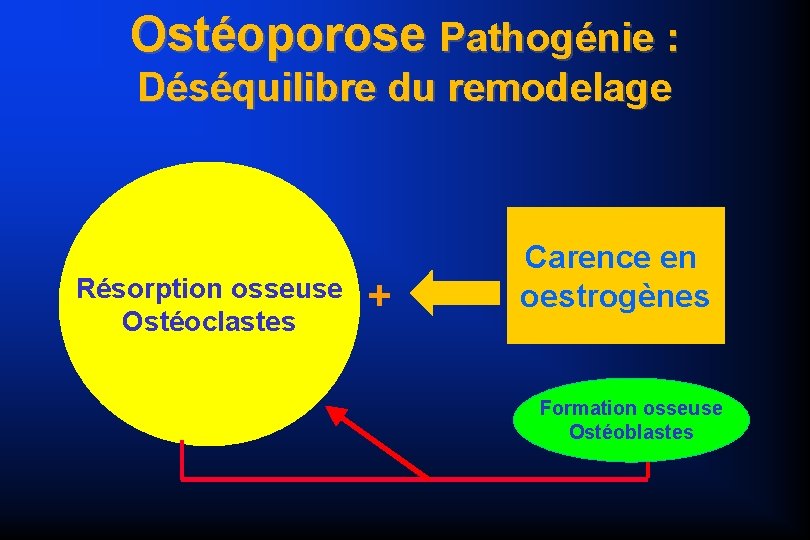 Ostéoporose Pathogénie : Déséquilibre du remodelage Résorption osseuse Ostéoclastes + Carence en oestrogènes Formation