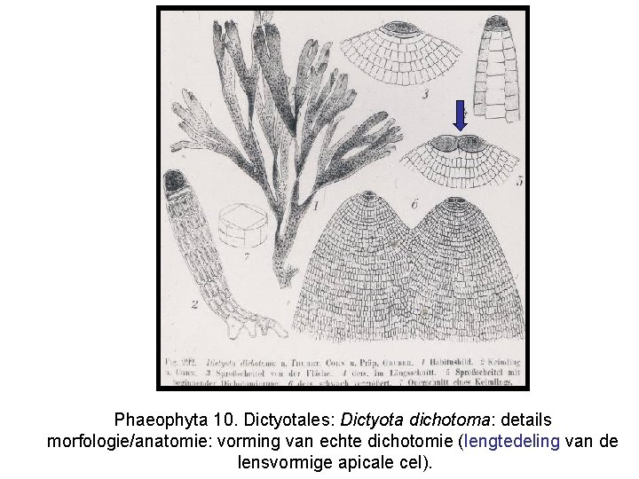 Phaeophyta 10. Dictyotales: Dictyota dichotoma: details morfologie/anatomie: vorming van echte dichotomie (lengtedeling van de