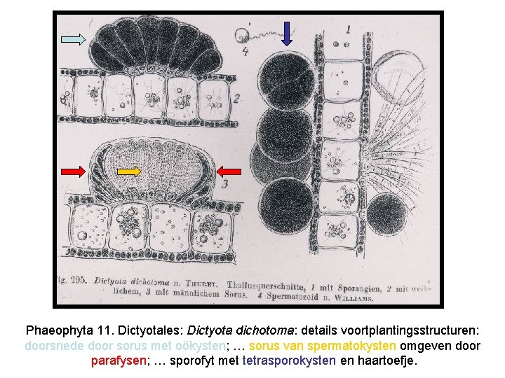 Phaeophyta 11. Dictyotales: Dictyota dichotoma: details voortplantingsstructuren: doorsnede door sorus met oökysten; … sorus