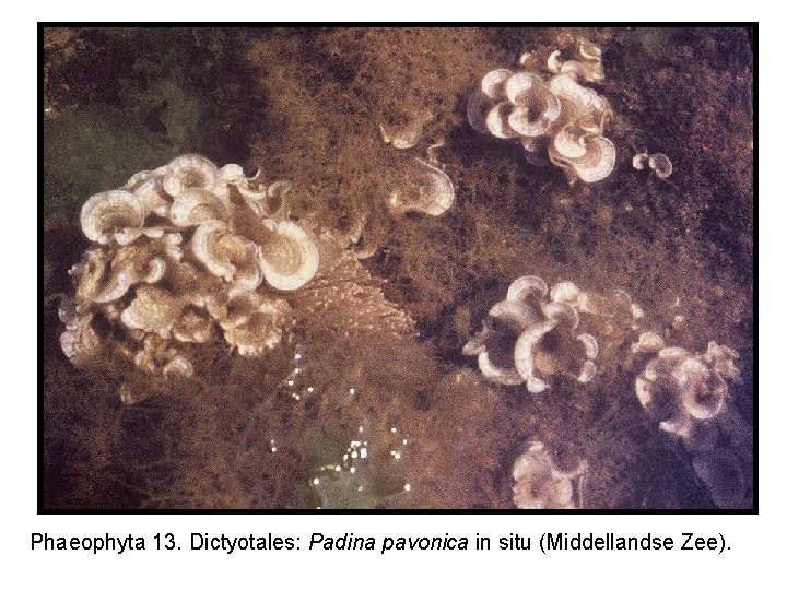 Phaeophyta 13. Dictyotales: Padina pavonica in situ (Middellandse Zee). 