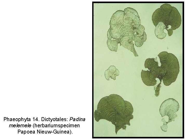 Phaeophyta 14. Dictyotales: Padina mele (herbariumspecimen Papoea Nieuw-Guinea). 