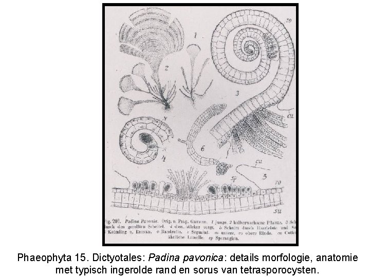Phaeophyta 15. Dictyotales: Padina pavonica: details morfologie, anatomie met typisch ingerolde rand en sorus