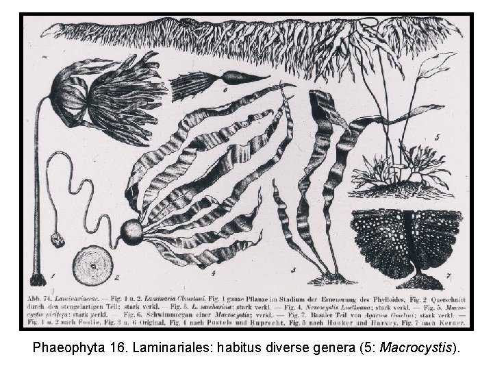 Phaeophyta 16. Laminariales: habitus diverse genera (5: Macrocystis). 
