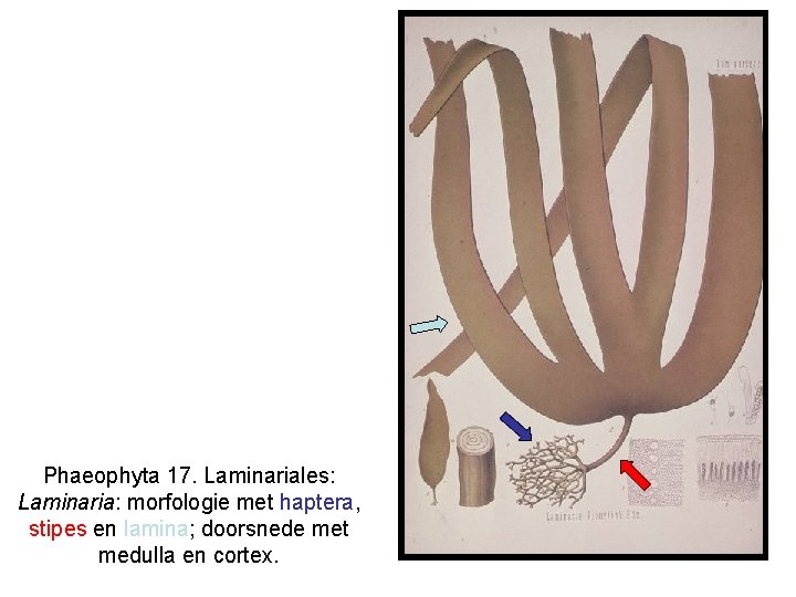 Phaeophyta 17. Laminariales: Laminaria: morfologie met haptera, stipes en lamina; doorsnede met medulla en