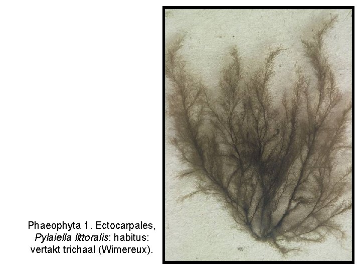 Phaeophyta 1. Ectocarpales, Pylaiella littoralis: habitus: vertakt trichaal (Wimereux). 