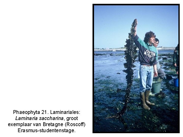 Phaeophyta 21. Laminariales: Laminaria saccharina, groot exemplaar van Bretagne (Roscoff) Erasmus-studentenstage. 