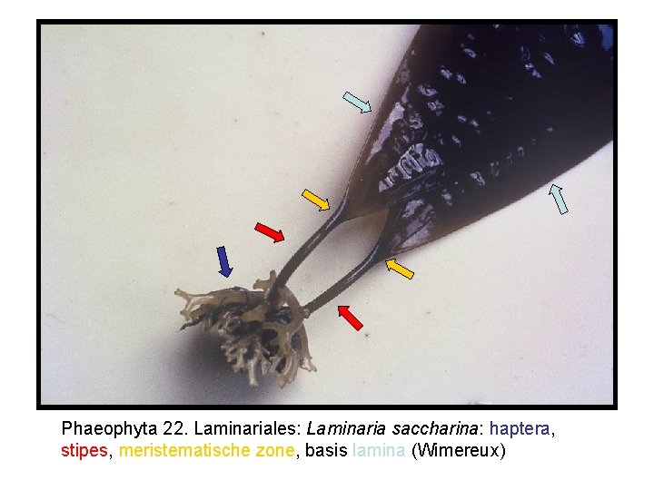 Phaeophyta 22. Laminariales: Laminaria saccharina: haptera, stipes, meristematische zone, basis lamina (Wimereux) 