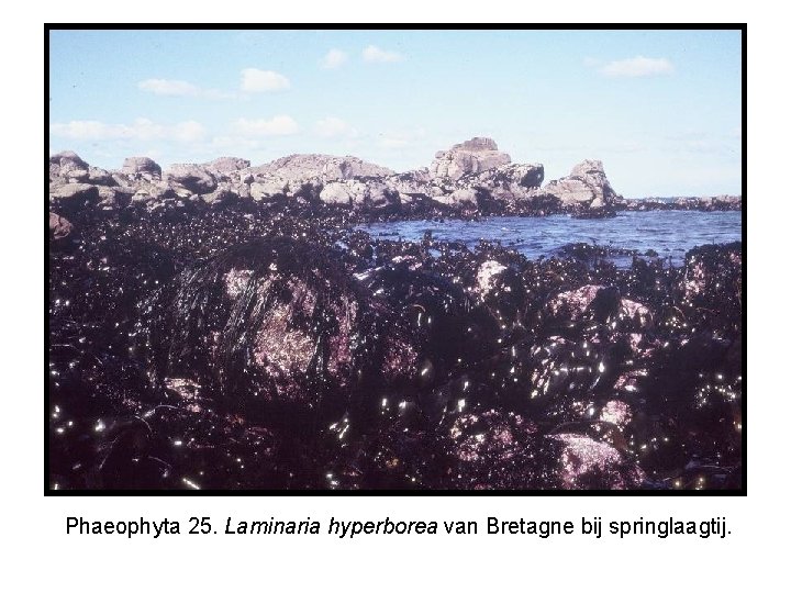 Phaeophyta 25. Laminaria hyperborea van Bretagne bij springlaagtij. 