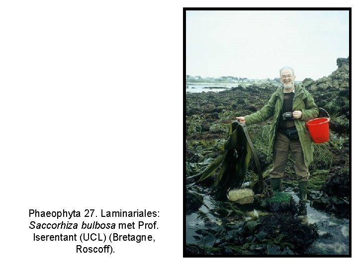 Phaeophyta 27. Laminariales: Saccorhiza bulbosa met Prof. Iserentant (UCL) (Bretagne, Roscoff). 