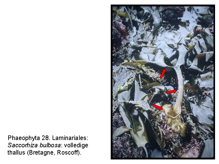 Phaeophyta 28. Laminariales: Saccorhiza bulbosa: volledige thallus (Bretagne, Roscoff). 