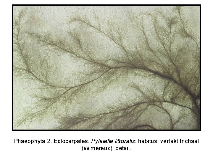 Phaeophyta 2. Ectocarpales, Pylaiella littoralis: habitus: vertakt trichaal (Wimereux): detail. 