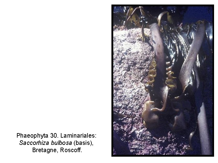 Phaeophyta 30. Laminariales: Saccorhiza bulbosa (basis), Bretagne, Roscoff. 