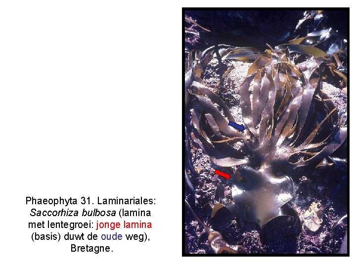 Phaeophyta 31. Laminariales: Saccorhiza bulbosa (lamina met lentegroei: jonge lamina (basis) duwt de oude