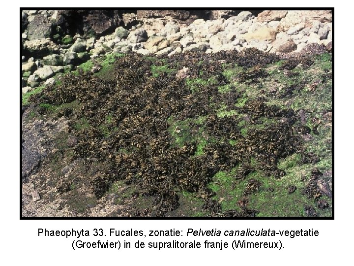 Phaeophyta 33. Fucales, zonatie: Pelvetia canaliculata-vegetatie (Groefwier) in de supralitorale franje (Wimereux). 