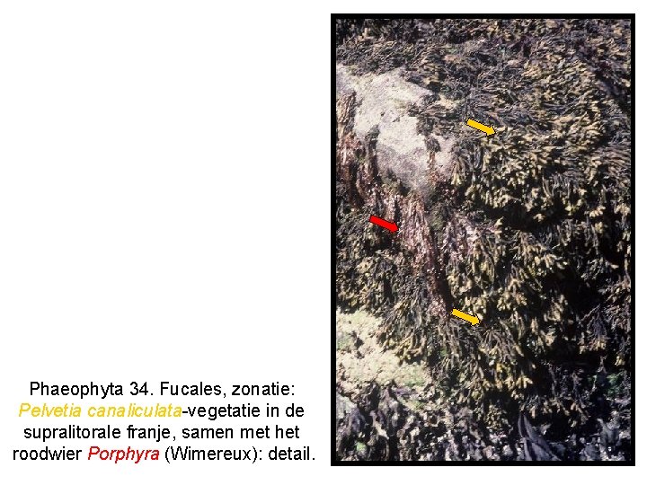 Phaeophyta 34. Fucales, zonatie: Pelvetia canaliculata-vegetatie in de supralitorale franje, samen met het roodwier