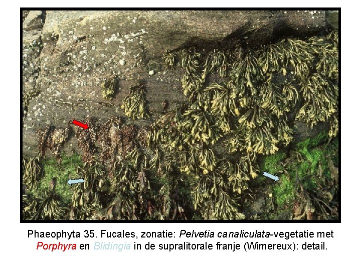 Phaeophyta 35. Fucales, zonatie: Pelvetia canaliculata-vegetatie met Porphyra en Blidingia in de supralitorale franje