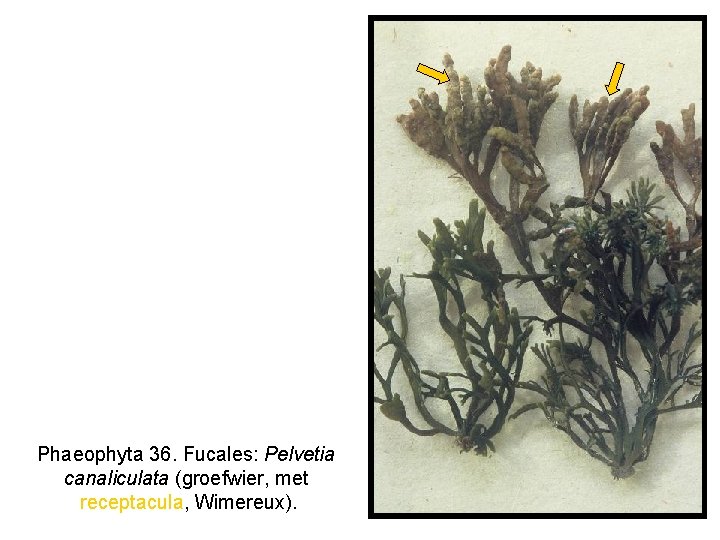 Phaeophyta 36. Fucales: Pelvetia canaliculata (groefwier, met receptacula, Wimereux). 