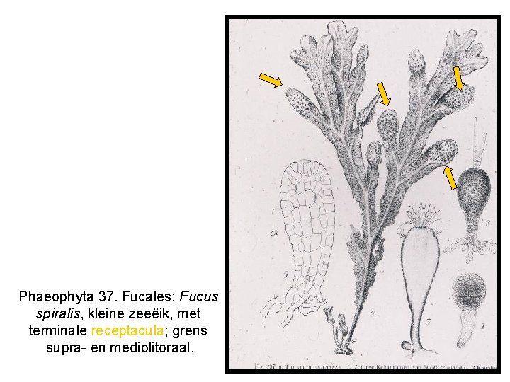 Phaeophyta 37. Fucales: Fucus spiralis, kleine zeeëik, met terminale receptacula; grens supra- en mediolitoraal.