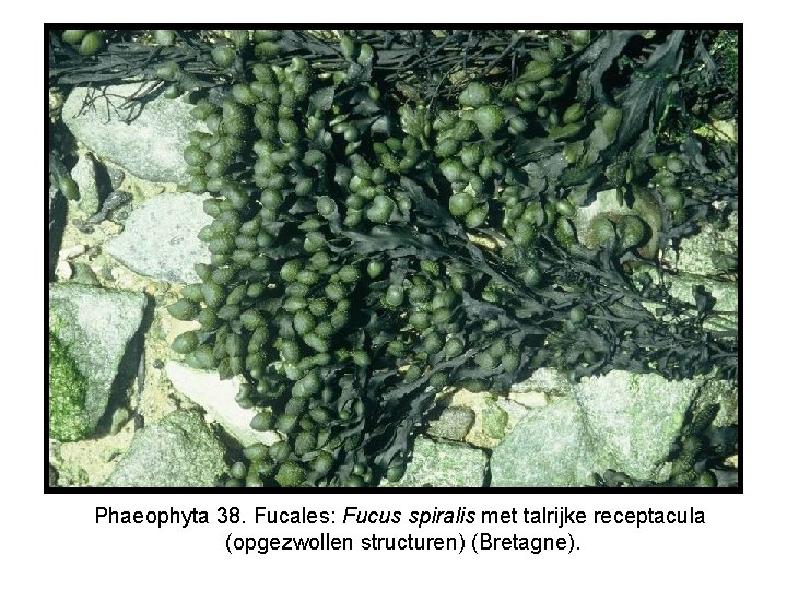 Phaeophyta 38. Fucales: Fucus spiralis met talrijke receptacula (opgezwollen structuren) (Bretagne). 
