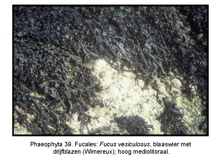 Phaeophyta 39. Fucales: Fucus vesiculosus, blaaswier met drijfblazen (Wimereux); hoog mediolitoraal. 