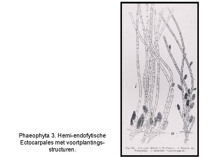 Phaeophyta 3. Hemi-endofytische Ectocarpales met voortplantingsstructuren. 